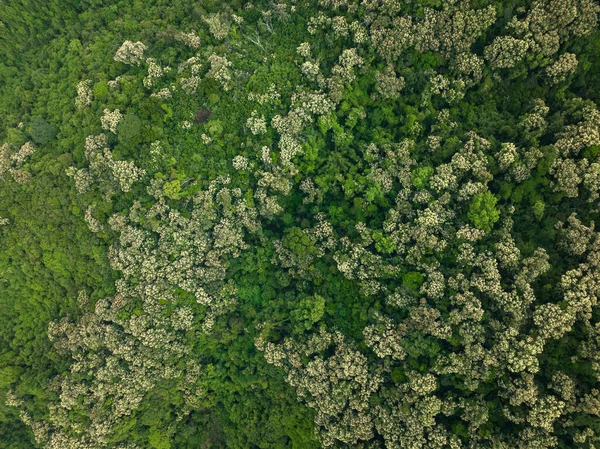Drone Antenn Syn Grön Skog Med Blommande Castanopsis Fissa Träd — Stockfoto