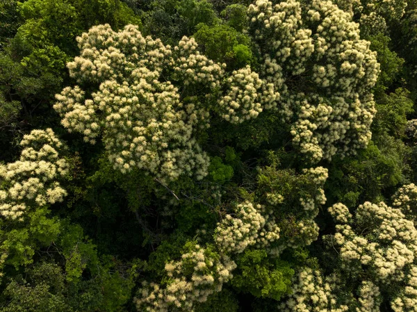 春天里绿树成荫的鸟瞰全景 — 图库照片