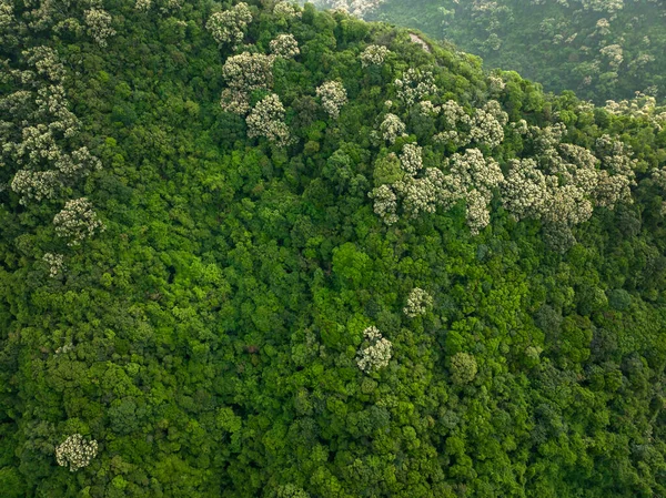 Drone Vista Aerea Della Foresta Verde Con Castanopsis Fioritura Alberi — Foto Stock