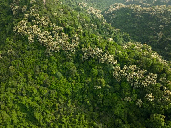 Drone Vista Aérea Floresta Verde Com Floração Castanopsis Fissa Árvores — Fotografia de Stock
