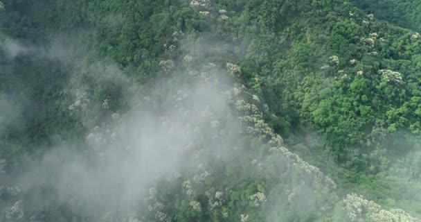 Vista Aérea Drones Del Bosque Verde Con Árboles Castanopsis Fissa — Vídeo de stock