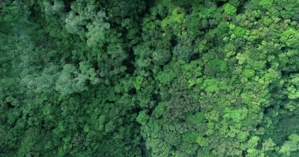 Drone Aerial View Green Forest Trees Spring — ストック動画
