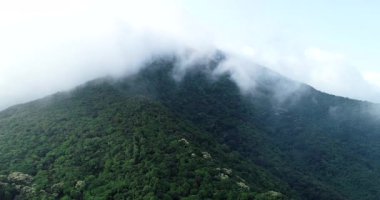 İlkbaharda çiçek açan kastanopsis fissa ağaçlarıyla yeşil ormanın insansız hava görüntüsü
