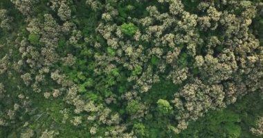 İlkbaharda çiçek açan kastanopsis fissa ağaçlarıyla yeşil ormanın insansız hava görüntüsü