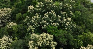 İlkbaharda çiçek açan kastanopsis fissa ağaçlarıyla yeşil ormanın insansız hava görüntüsü