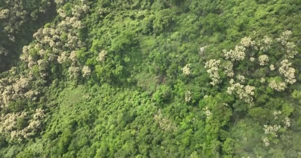 Drohne Luftaufnahme Des Grünen Waldes Mit Blühenden Kastanopsis Fissa Bäumen — Stockvideo