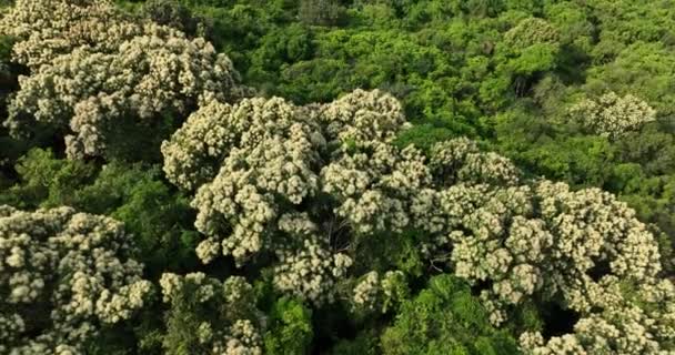 Drone Vue Aérienne Forêt Verte Avec Castanopsis Fissa Fleurs Printemps — Video