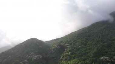 İlkbaharda çiçek açan kastanopsis fissa ağaçlarıyla yeşil ormanın insansız hava görüntüsü