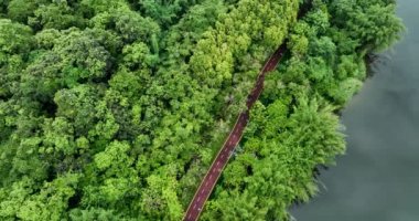 Yeşil orman ve doğa manzaralı yol manzaralı.