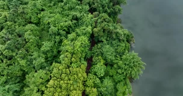 Aerial View Road Green Forest Nature Landscape — Vídeo de Stock