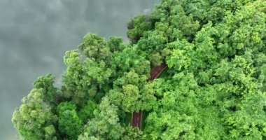 Yeşil orman ve doğa manzaralı yol manzaralı.