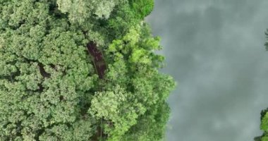 Yeşil orman ve doğa manzaralı yol manzaralı.