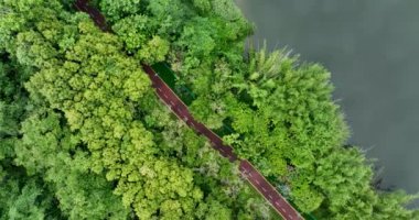 Yeşil orman ve doğa manzaralı yol manzaralı.