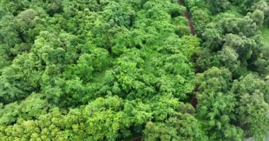 Yeşil orman ve doğa manzaralı yol manzaralı.