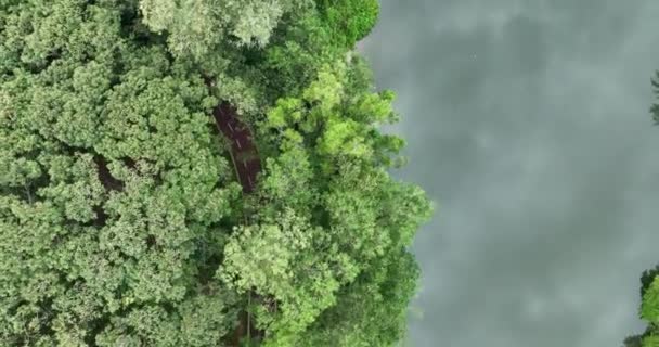 Vista Aerea Della Strada Nel Verde Della Foresta Paesaggio Naturale — Video Stock