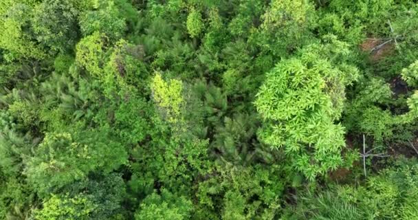 Vista Aérea Floresta Verde Com Árvores Paisagem Natural — Vídeo de Stock