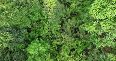 Ağaçlı yeşil ormanın havadan görünüşü, doğa manzarası.