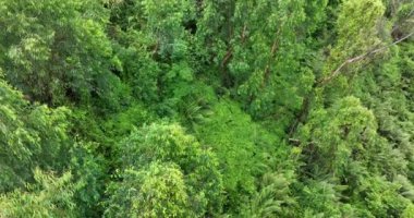 Ağaçlı yeşil ormanın havadan görünüşü, doğa manzarası.