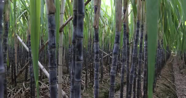 Linhas Talos Cana Açúcar Crescendo Campo — Vídeo de Stock