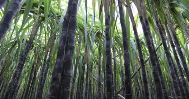 Campo Caña Azúcar Con Plantas Creciendo Vista Cerca — Vídeos de Stock