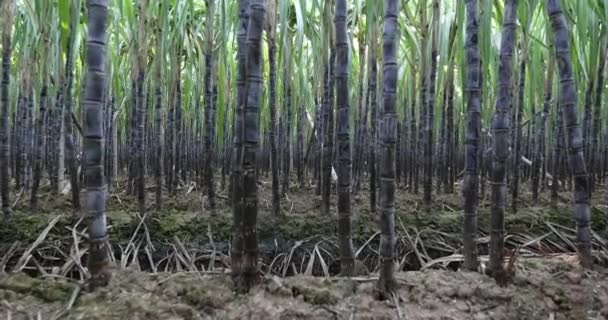 Ряды Стеблей Сахарного Тростника Растущих Поле — стоковое видео