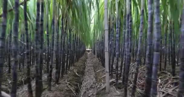 Bitkilerin Yetiştiği Şeker Kamışı Tarlası Yakın Görüş — Stok video