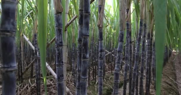 甘蔗地 植物生长 — 图库视频影像