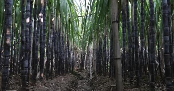 Сахарный Тростник Поле Растениями Растет Близкий Вид — стоковое видео