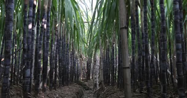 Campo Cana Açúcar Com Plantas Crescendo Vista Perto — Vídeo de Stock