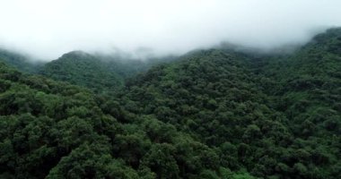 Sisli yeşil ormanın insansız hava görüntüsü