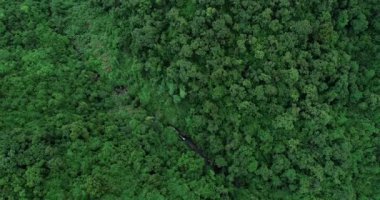 Yeşil ormanın havadan görünüşü, doğa manzarası