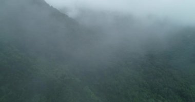 Sisli yeşil ormanın insansız hava görüntüsü