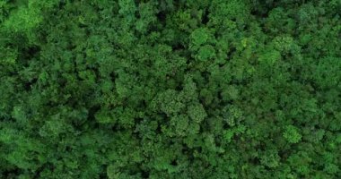 Yeşil ormanın havadan görünüşü, doğa manzarası