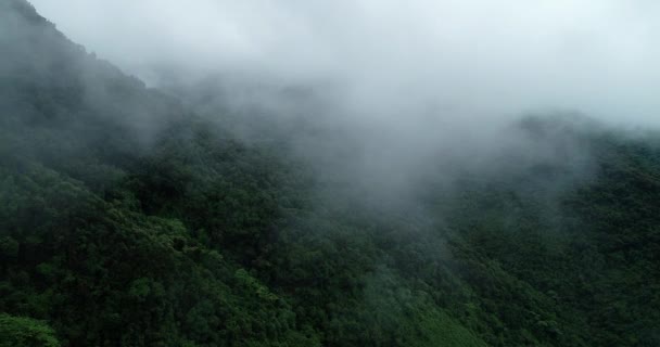 霧の緑の森のドローン空中ビュー — ストック動画