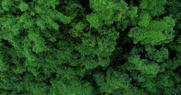 Aerial View Green Forest Nature Landscape — ストック動画