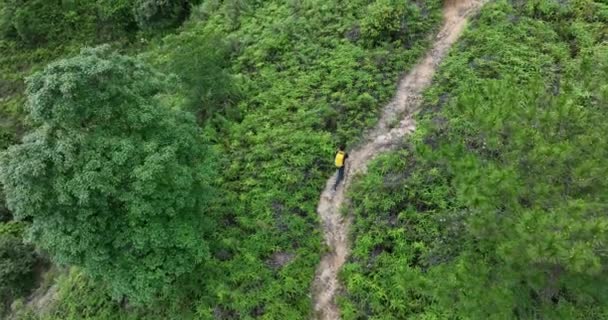 Vista Aérea Mulher Caminhante Caminhadas Trilha Floresta Tropical — Vídeo de Stock