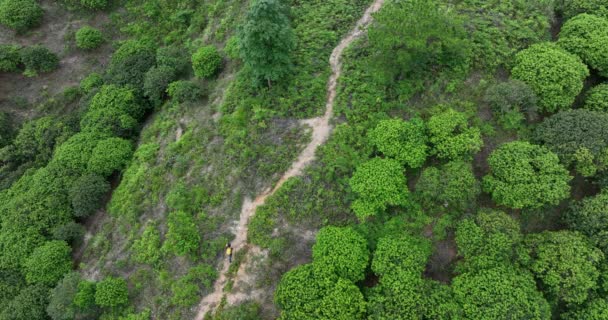 Vista Aerea Donna Escursionista Escursioni Sul Sentiero Foresta Tropicale — Video Stock