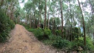 Yeşil ağaçlı orman yolu görüntüleri