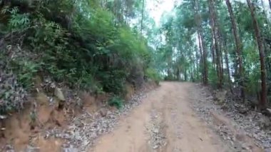 Yeşil ağaçlı orman yolu görüntüleri