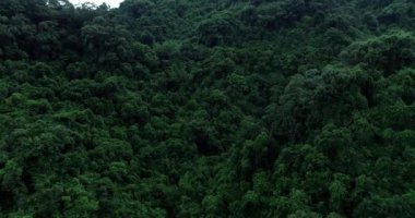 Yeşil bahar ormanının insansız hava görüntüsü