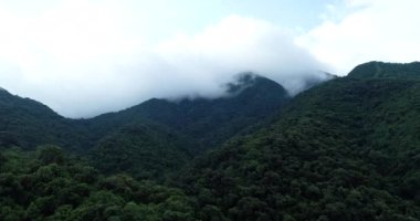 Sisli yeşil bahar ormanının insansız hava görüntüsü