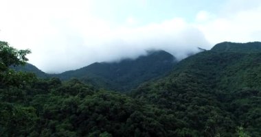 Sisli yeşil bahar ormanının insansız hava görüntüsü