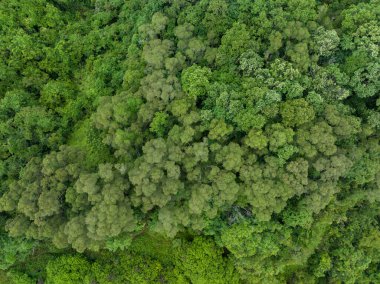 Göl kenarındaki ormanda saklanan patika.