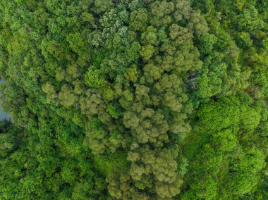 Göl kenarındaki ormanda saklanan patika.