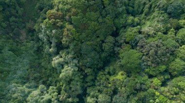Tropikal yaz ormanlarındaki hava manzarası