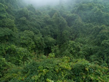 Güzel orman dağ manzarasının havadan görünüşü