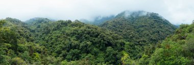 Güzel orman dağ manzarasının havadan görünüşü
