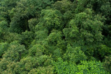 Güzel orman dağ manzarasının havadan görünüşü