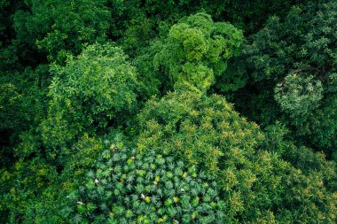 Güzel orman dağ manzarasının havadan görünüşü