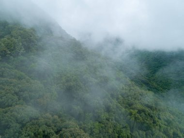 Güzel orman dağ manzarasının havadan görünüşü